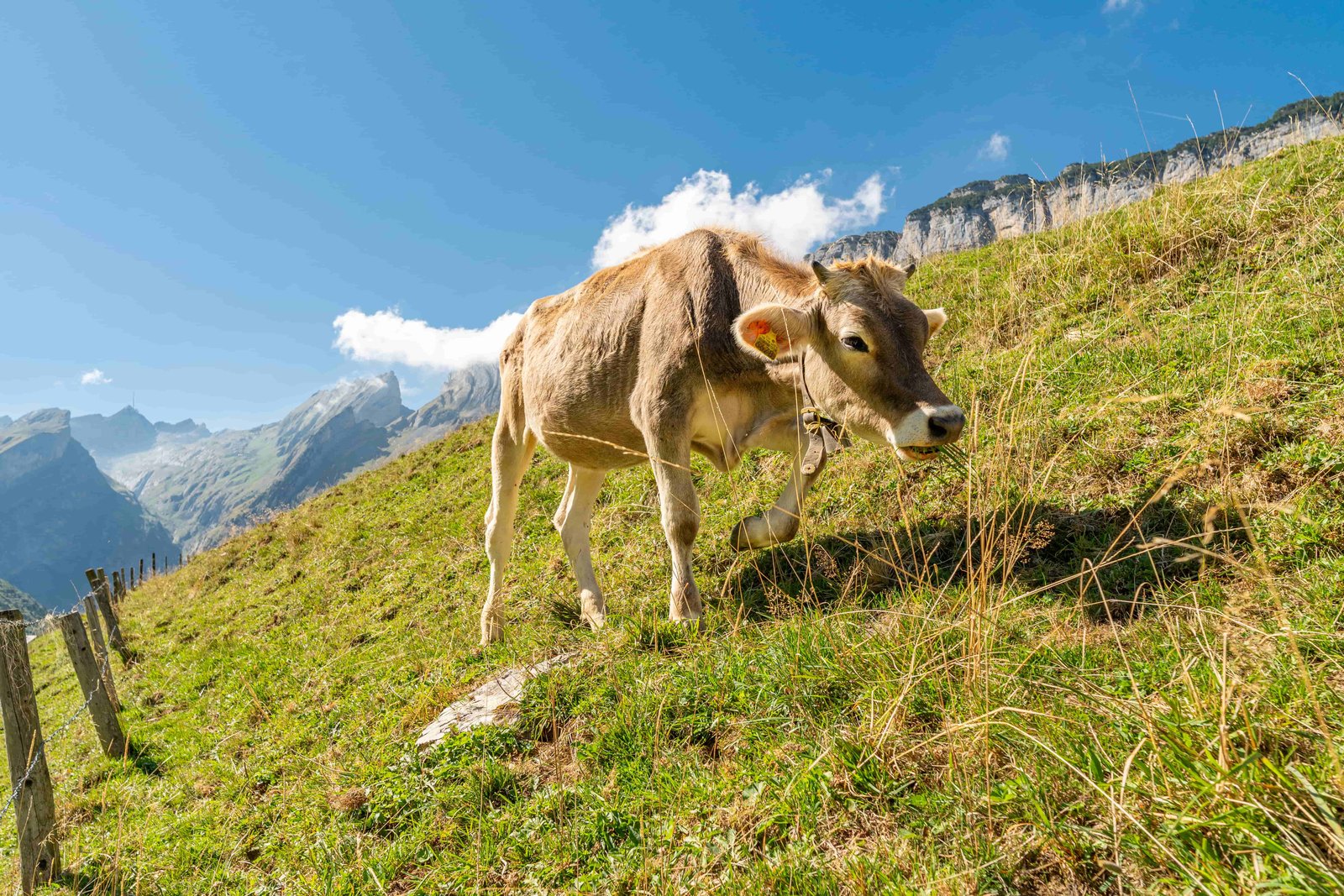 Berglandschaft mit Kuh