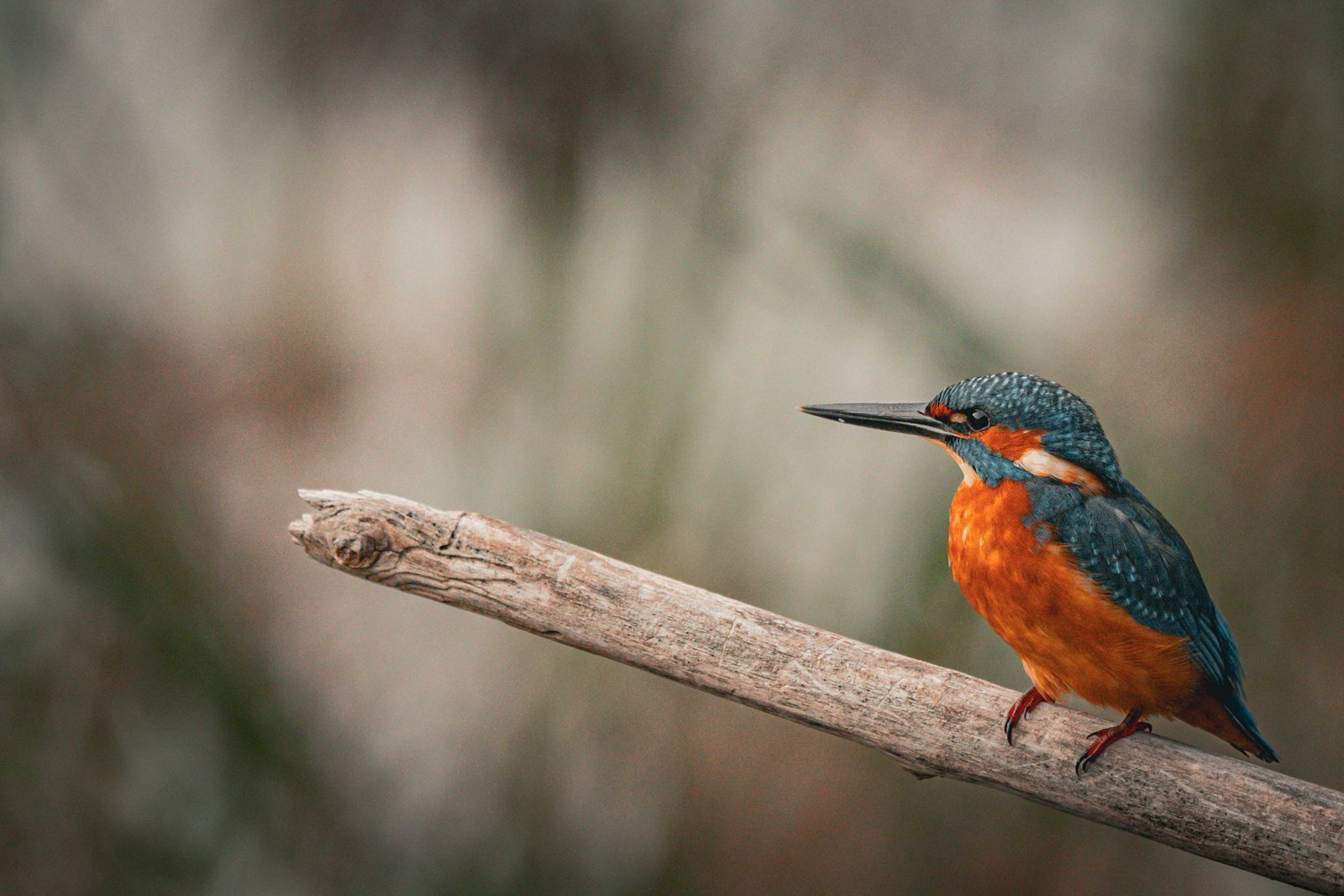 Eisvogel in seiner natürlichen Umgebung