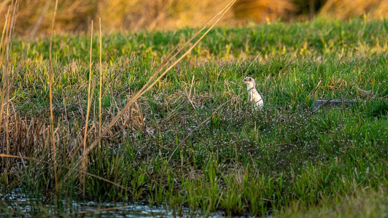 ein Hermelin im Gras