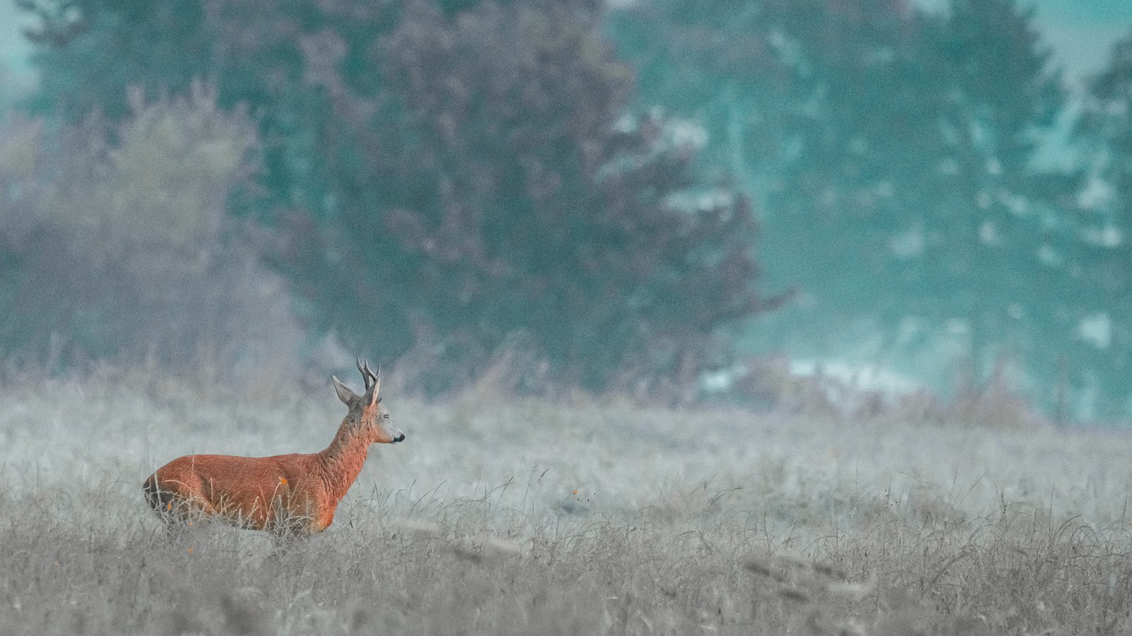 Tieraufnahme von Rhintlshots