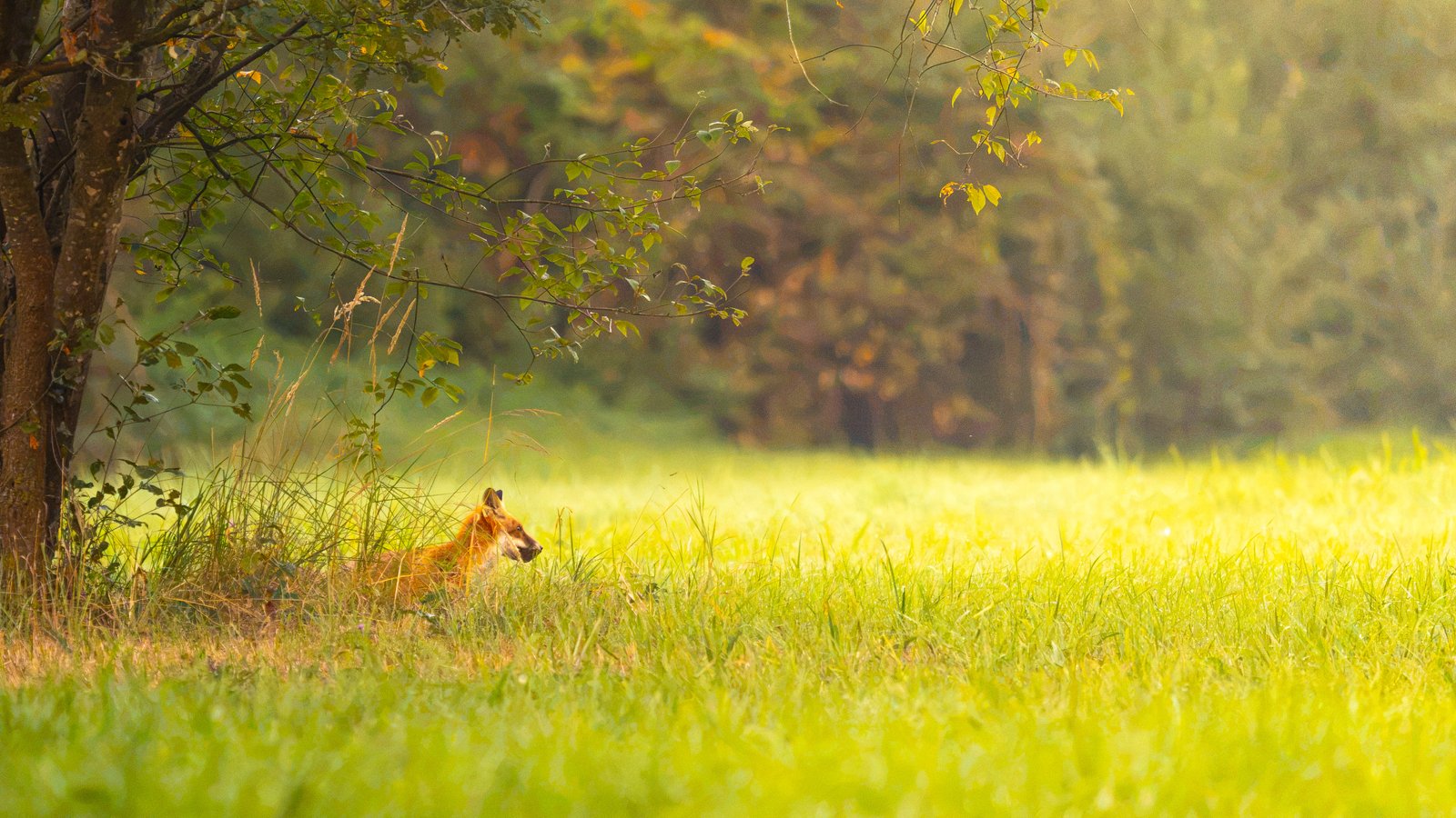 Fuchs im Rheintal